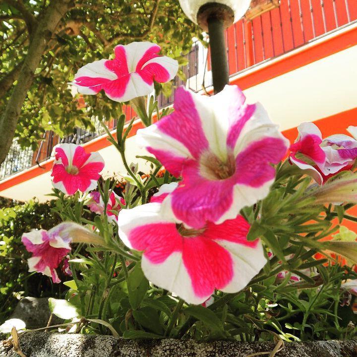 B&B Il Giardino Delle Camelie Palestrina Exterior foto